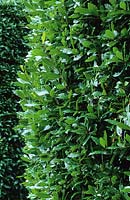 Laurus nobilis - bay as hedge.