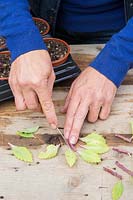 Woman taking cuttings of Sedum telephium removing leaves using sharp knife