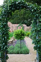 View through Apple trained over steel arch to The herb garden in walled kitchen garden.   Half standard Bay tree underplanted with  Lavandula 'Imperial Gem'