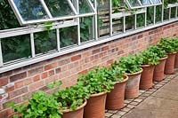 Strawberries including 'Mara de Bois' in terracotta pots against greenhouse wall. Vine foliage under glass. 