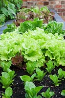 Lettuce including 'Little Gem' plantlets growing in raised brick beds.