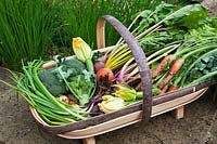 Trug full of harvested vegetables including, Courgette 'Defender', Carrots, Spring Onion 'Redmate', Beetroot 'Chioggia', Beetroot 'Burpees Golden', Broccoli.