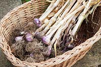 Garlic 'Early Purple Wight' drying in a basket