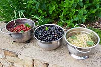 A trio of colanders full of Redcurrants, Blackcurrants and Whitecurrants. 
