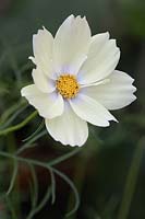 Cosmos 'Xanthos' Close view of a single open pastel yellow bloom
