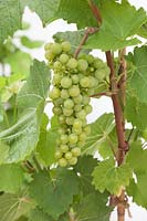 Vitis 'Seyval Blanc' - Grape Vine 