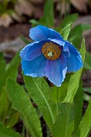 Meconopsis 'Lingholm' - Fertile Blue Group