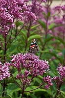 Eupatorium 'Baby Joe' with red admiral butterly