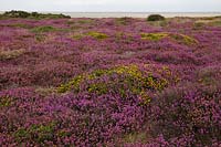 Calluna vulgaris, Dunwich heath, Suffolk