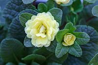 Primula Belarina Rossette 'Buttercup Yellow', January