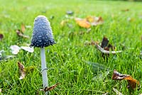 Coprinus comatus - Shaggy ink cap mushroom in autumn in France
