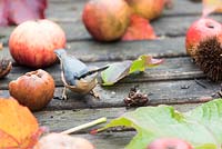 Sitta europaea - Nuthatch on wooden bird table feeding on nuts, France, autumn.