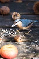 Sitta europaea - Nuthatch on wooden bird table feeding on Sunflower seeds, France, autumn.