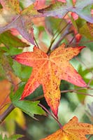 Liquidambar styraciflua 'Stared' foliage in autumn