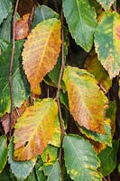 Ulmus alata 'Lace Parasol' foliage in autumn - Winged Elm