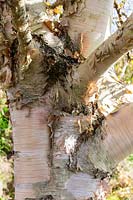 Betula utilis var. jacquemontii 'Jermyns' - peeling tree bark detail