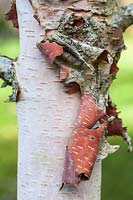 Betula dahurica 'Maurice Foster' - tree bark detail