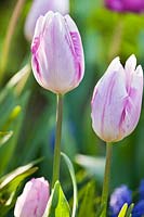 Tulipa 'Gabrielle'