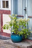 Hydrangea paniculata in a glazed pot at the entrance door. Denmark
