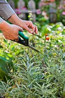 Woman cutting sage - Salvia officinalis
