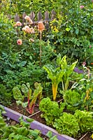 Vegetable garden with raised beds of vegetables and herbs