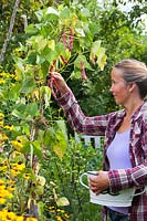 Woman harvesting Phaseolus vulgaris Firetongue 'Borlotto Lingua di Fuoco'