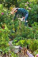 Woman harvesting vegetables in a kitchen garden