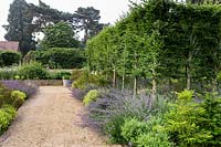 Pleached hornbeam - Carpinus betulus and Nepeta 'Walker's Low' in Tom Hoblyn designed garden at Heatherbrae