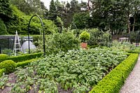 Buxus sempervirens hedge lining a vegetable bed containing various potato varieties, with contemporary metal pergolas in background in a Tom Hoblyn designed garden at Heatherbrae