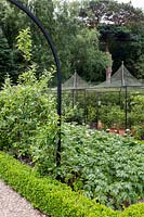 Vegetable bed lined with Buxus sempervirens, containing various potato varieties,  with contemporary metal pergolas in a Tom Hoblyn designed garden at Heatherbrae