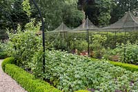 Vegetable bed lined with Buxus sempervirens, containing various potato varieties,  with contemporary metal pergolas in a Tom Hoblyn designed garden at Heatherbrae
