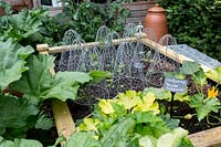 Raised wooden vegetable bed with Courgette 'Yellow Zuccchini' surrounded by Rhubarb in a Tom Hoblyn designed garden at Heatherbrae