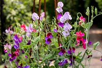 Sweet Pea 'Old Spice'