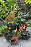 Group of exotic planted containers - Phrormium with Calibrachoa, Hibiscus, Cerstrum and Scented Pelargonium plus various Begonias