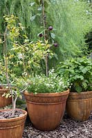 Apple tree grown in pot, underplanted with Bacopa. Raspberries and Blueberries in pots by the side.