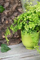 Adiantum - Maidenhair fern in glazed green pot