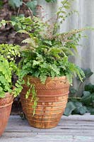 Adiantum - Maidenhair ferns in rust coloured pots