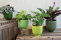 Tradescantia zebrina, Epipremnum, Monstera obiqua and Calathea in glazed green pots displayed on wooden boxes