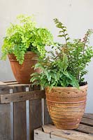 Adiantum - Maidenhair ferns in rust coloured pots