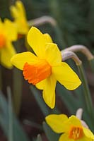 Narcissus 'Brackenhurst'