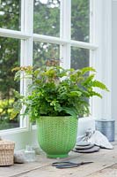 Houseplant fern in glazed pot in windowsill