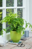 Adiantum - Maidenhair Fern in lime green glazed pot in windowsill