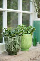 Mentha x rotundifolia glaciale and Mentha x rotundifolia in glazed pots in window sill