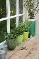 Row of herbs in glazed green pots on windowsill - Mint, Thyme and Marjoram