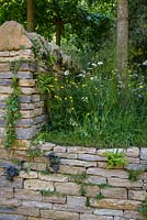 The Poetry Lover's Garden - Blue, purple and yellow scheme with dry stone walls planted with Asplenium trichomanes, Ranunculus acris and Leucanthemum daisies with lime trees -  RHS Chelsea Flower Show 2017 