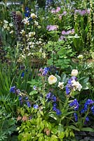 The Poetry Lover's Garden-  Summer border of Paeonia lactiflora 'Jan van Leeuwen', Anchusa azurea 'Loddon Royalist' and Thalictrum 'Black Stockings', RHS Chelsea Flower Show 2017