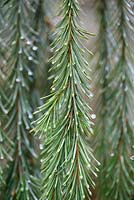 Picea breweriana, Brewer's Weeping Spruce