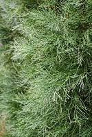 Callitris oblonga, Tasmanian Cypress Pine