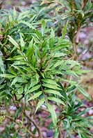 Mahonia eurybracteata subsp. ganpinensis 'Chalingba'