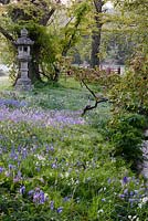 Bluebells including pink and white flowered forms around streams and a temple lantern in the Japanese garden at Heale House, Middle Woodford, Wiltshire on frosty April morning